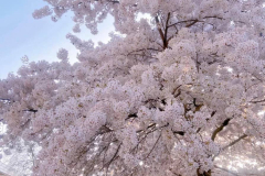 68f61f43-84d2-47ba-92d1-886671e36ea6